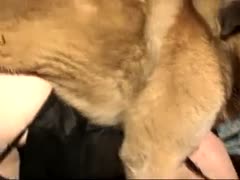 A K9 with cougar blowing and banging skills is shown in this incredible hardcore brutal sex film.